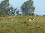 FZ019625 Fallow deer (Dama dama) resting in morning sun.jpg